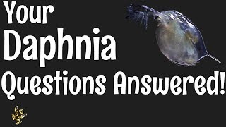 Daphnia Questions Answered [upl. by Euqinomahs]