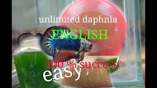 daphnia moina culture Easy way Unlimited production English  with sub Green water Chlorella [upl. by Yared]