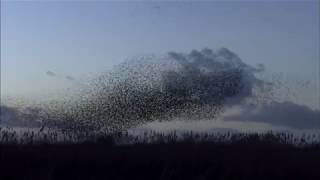 Starling Murmurations [upl. by Sheree]