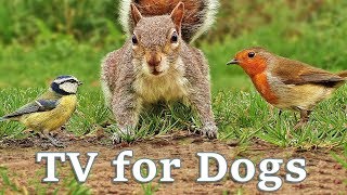 Videos for Dogs To Watch  Dog TV Videos of Birds and Squirrels for Separation Anxiety [upl. by Franky215]