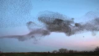 Starling Murmuration Natomas Sacramento California [upl. by Colan181]