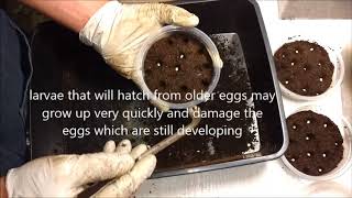 How to keep the eggs of rhino beetles for successful hatching hercules megasoma tityus [upl. by Eeral]