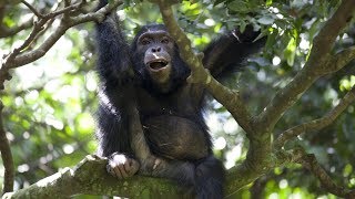 Chimps Team Up to Hunt Monkeys  BBC Earth [upl. by Ellesig]