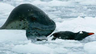 The Antarctics Terrifying Predator  Wild Stories  BBC Earth [upl. by Alessig872]