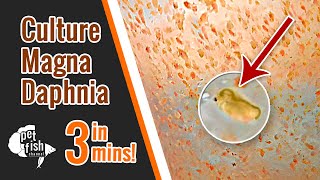 How to culture DAPHNIA MAGNA  The easy way [upl. by Alyahs]