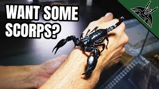 All of my SCORPIONS in one video [upl. by Cadmann16]