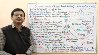 Diabetes Mellitus Part10 Mechanism of Action of Sulfonylurease  Antidiabetic Drugs  Diabetes [upl. by Matilda]