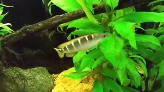 Crenicichla Compressiceps Dwarf Green Pike Cichlid [upl. by Ralfston97]