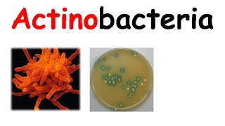 Actinobacteria [upl. by Strohl99]