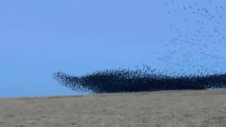 Starlings Murmuration Adrenaline [upl. by Danas]