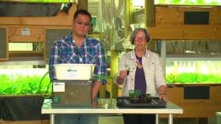 Aquaponics  How to Build Your Own [upl. by Martha536]