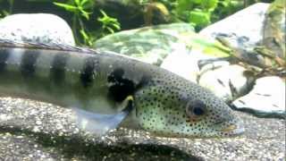 Pike Cichlid Crenicichla Lenticulata HD [upl. by Huey94]