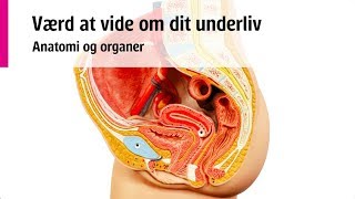 Værd at vide om dit underliv  Anatomi og organer [upl. by Avek]