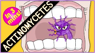 Actinomycetes Microbiology Morphology pathophysiology symptoms diagnosis treatment [upl. by Lida]