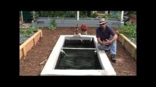 How we add Freshwater Prawns  Shrimp to our Aquaponics System [upl. by Akkimat]