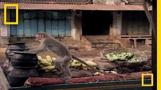 Drunk Monkeys  National Geographic [upl. by Patten]