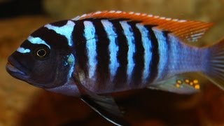 African Cichlid Species  Metriaclima Pyrsonotos quotRed Top Zebraquot Nakatenga Male and Female [upl. by Sitra593]