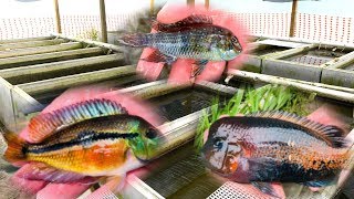 PRIVATE Rare Cichlid Fish Farm Tour [upl. by Behm]