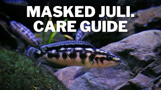 How to Care for Masked Juli Cichlids  Care and Breeding Guide Julidichromis Transcriptus [upl. by Ellery]