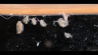 Culturing DaphniaTuesday Tip [upl. by Piero]