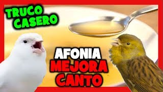 REMEDIOS CASEROS CANARIO NO CANTA 🐤 MEJORAR CANTO DEL CANARIO 🐥 CANARIO AFONICO QUE NO CANTA [upl. by Nytsirhc]