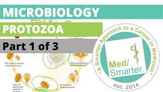 Protozoa  Microbiology  USMLE STEP 1  Part 1 of 3 [upl. by Alyel]