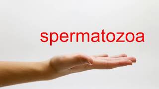 How to Pronounce spermatozoa  American English [upl. by Heber297]