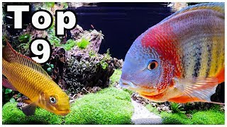 Top 9 Best Cichlids for Community Tanks [upl. by Assirhc821]