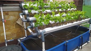 DIY  How to make Simple RAS system Tilapia Ponds  Aquaponic System part 3 [upl. by Asirap648]