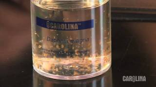 How to Care for Daphnia [upl. by Omlesna]