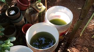 How to grow Green Water Algae [upl. by Rehctaht117]