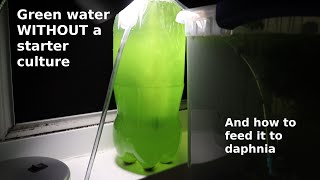 Green Water WITHOUT a Starter Culture  From Scratch  How To [upl. by Nosreve]