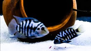 Convict Cichlid Care amp Tank Set up Guide [upl. by Nollid498]