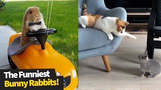 The Funniest And Cutest Bunny Rabbit Compilation  Funny Bunnies 2021 [upl. by Kinney]