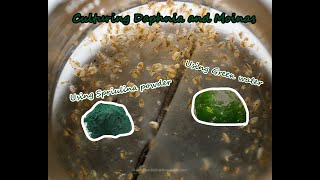 How To Culture Daphnia and Moinas using Green Water Spirulina powder [upl. by Batty]