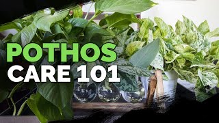 Pothos Care 101 Is This the Easiest Houseplant to Care For [upl. by Elleinaj]