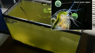 Raising Daphnia for the Freshwater Aquarium [upl. by Janiuszck]