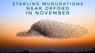 Starling Murmurations amp Roosting of 100000 Starlings With Original Audio [upl. by Ilrahs]