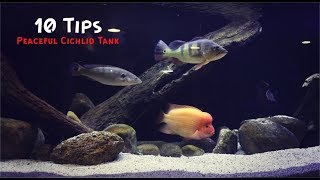 10 Tips For A Peaceful Cichlid Tank [upl. by Lledniw]