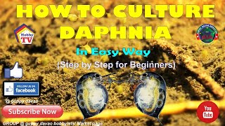 HOW TO CULTURE DAPHNIA In Easy Way [upl. by Adyam]