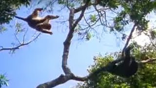 Ugandan Chimps Hunting  Life of Mammals  BBC Earth [upl. by Arykat835]