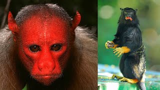 10 Unique Monkeys You Wont Believe Exist [upl. by Hamimej638]